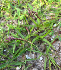 Eremochloa ophiuroides, photograph author not stated, no rights reserved