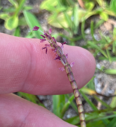 Eremochloa ophiuroides, photograph 6