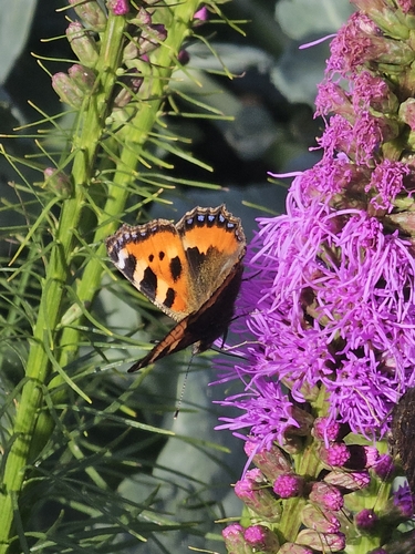 Small Tortoiseshell