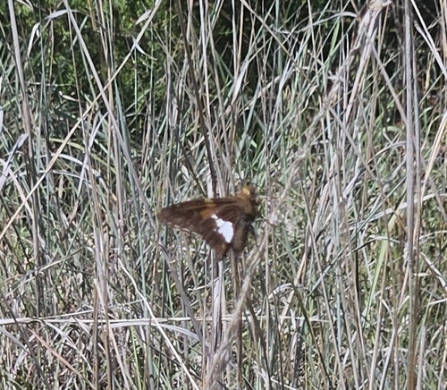 Silver-spotted Skipper