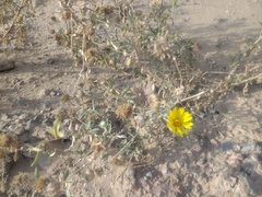 Grindelia pulchella