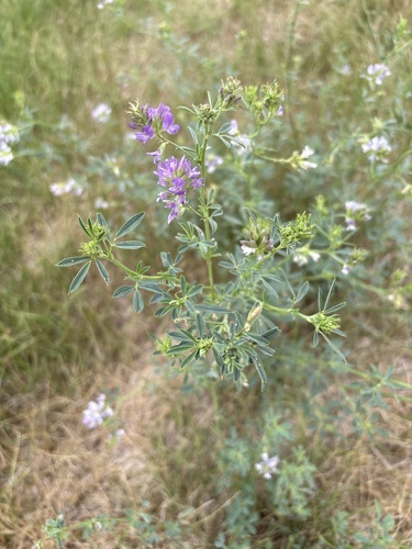 Alfalfa