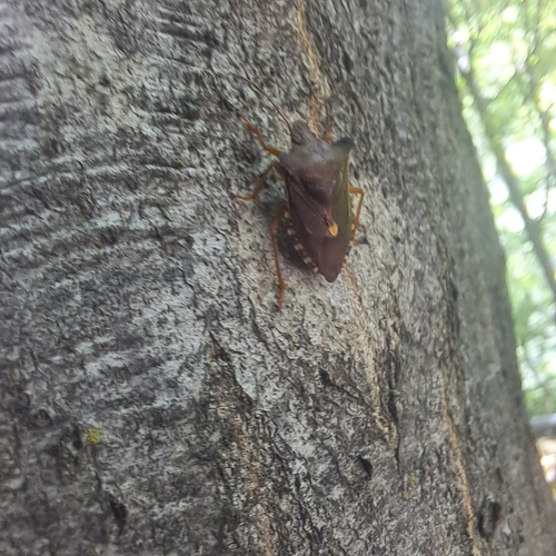 Forest Bug