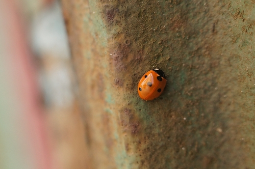 Seven-spotted Lady Beetle