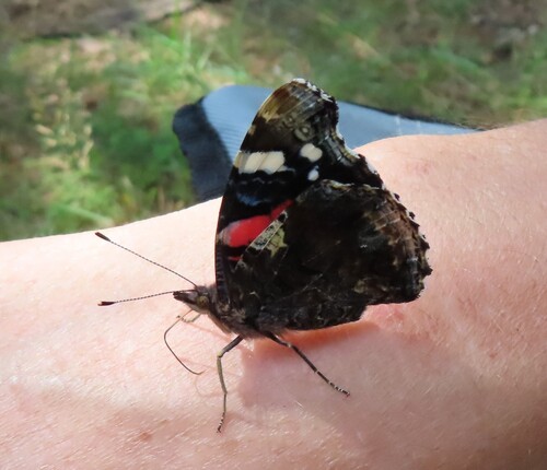 Red Admiral