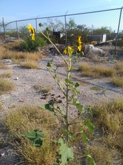 Helianthus annuus