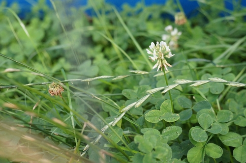 white clover