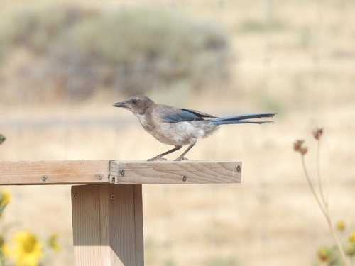California Scrub-Jay