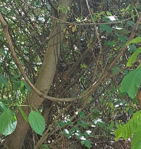 European Robin