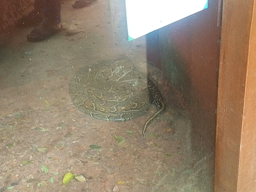 African Rock Python