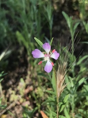 Clarkia delicata