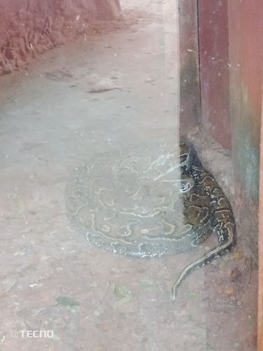 African Rock Python