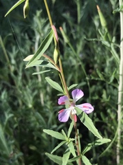Clarkia delicata
