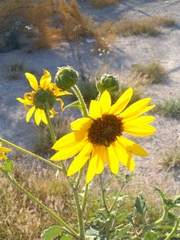 Helianthus annuus