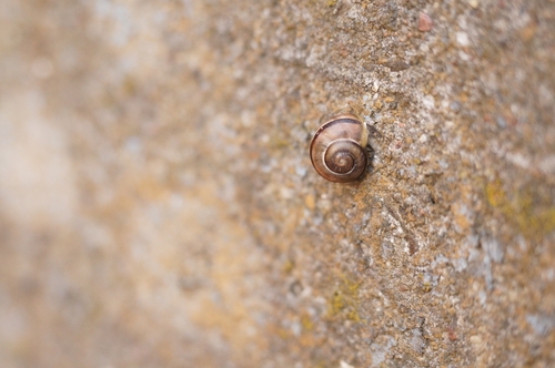 Brown-lipped Snail