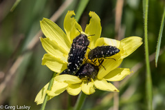 Acmaeodera ornatoides