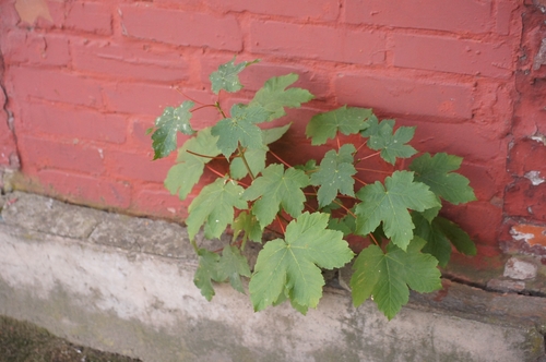 sycamore maple