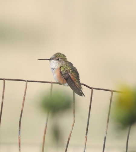 Rufous Hummingbird