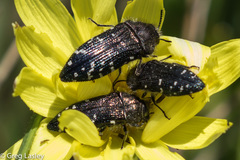 Acmaeodera ornatoides