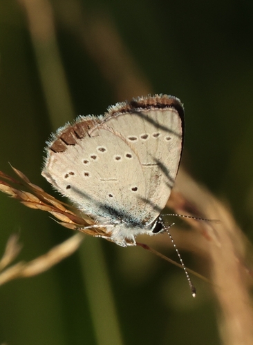 Small Blue