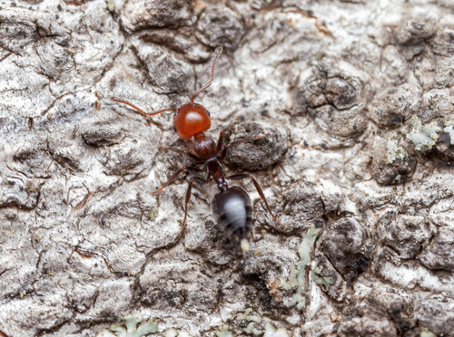Mediterranean Acrobat Ant, Algimia de Alfara, Valencia, España, photo 8 of 10