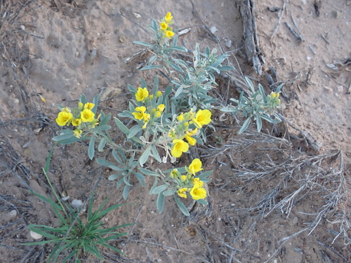 Fendler's bladderpod