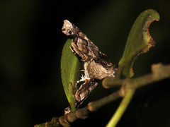 Eutelia adulatricoides