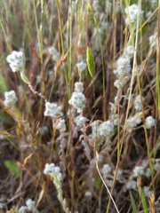 Micropus californicus