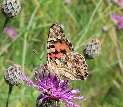 Painted Lady