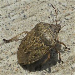 Hymenarcys nervosa