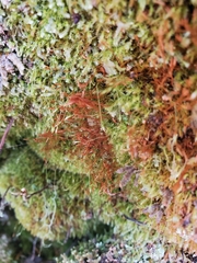 Tetraphis geniculata