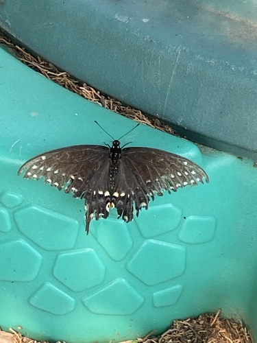 Black Swallowtail