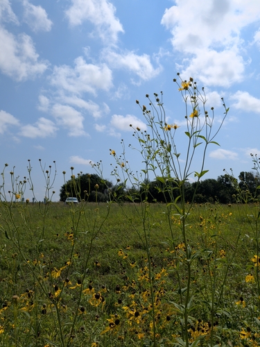 tall coreopsis