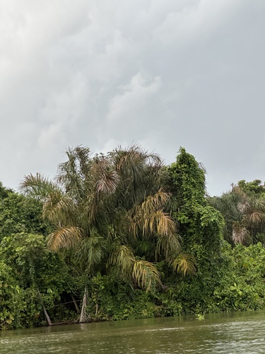 Raphia taedigera, photograph 1