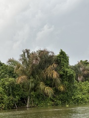Raphia taedigera