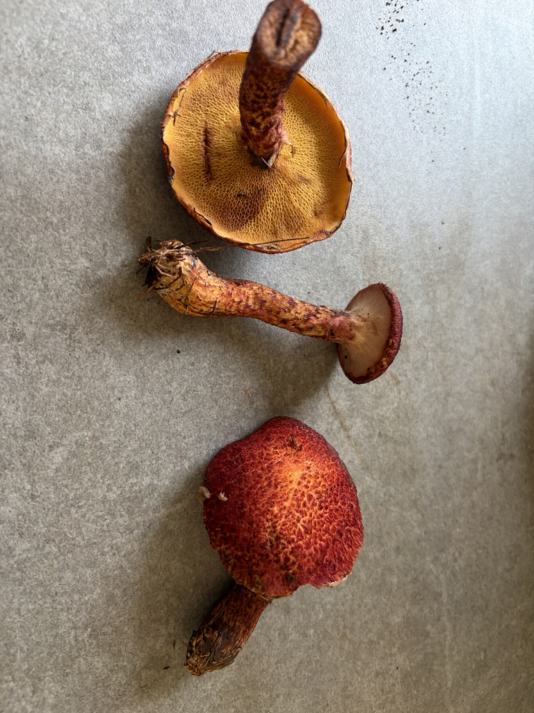 Painted Suillus · August 2026 · photo: Photo: (c) sgmur, some rights reserved (CC BY) · iNaturalist