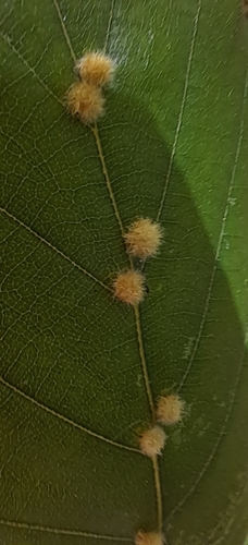 Hairy Beech Gall