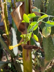 Nicotiana glauca