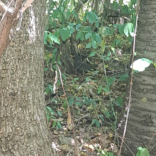 Eurasian Blackbird