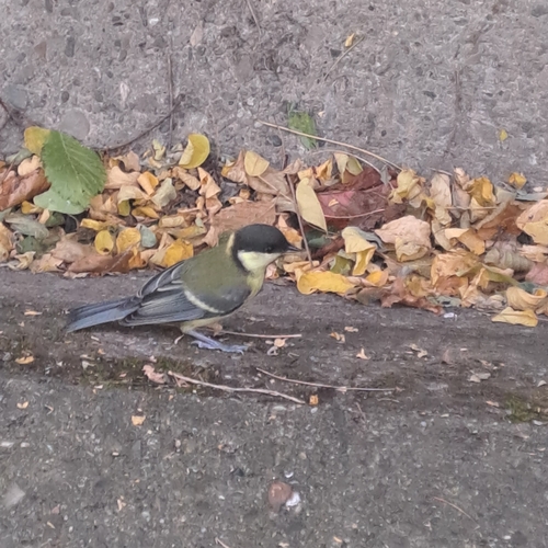Great Tit