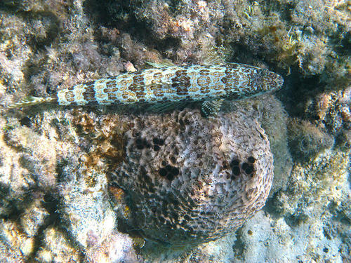 Sand diver (Synodus intermedius) — Synodontidae — 3