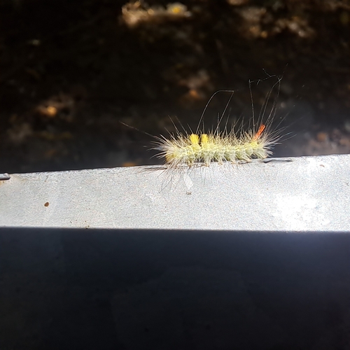 Pale Tussock Moth