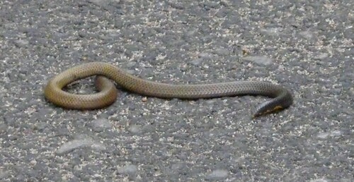 Photo of a Palni Shieldtail (Uropeltis pulneyensis)