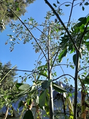 Nicotiana glauca