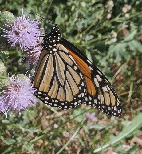 Monarch