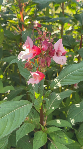 Himalayan balsam
