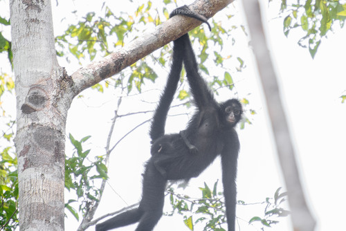 Black-faced Black Spider Monkey