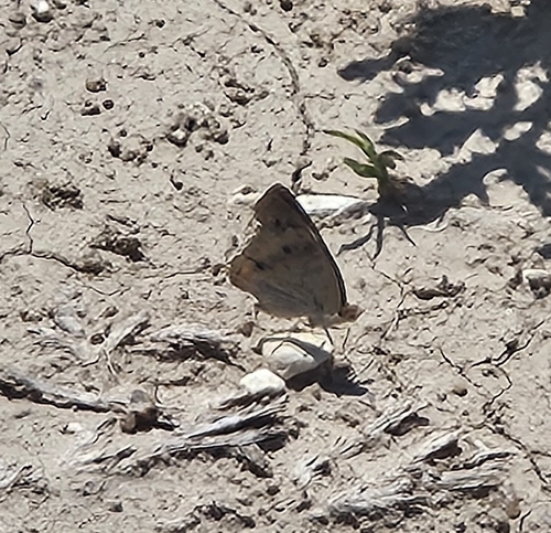 Common Buckeye