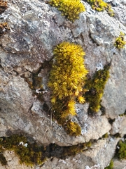 Plenogemma phyllantha