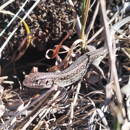 Sand Lizard